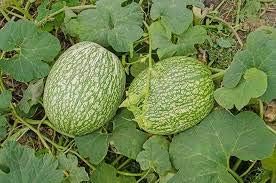 Fig Leaf Gourd Chilacayote Asian Pumpkin Seeds-Heirloom & Non-GMO Seeds for planting